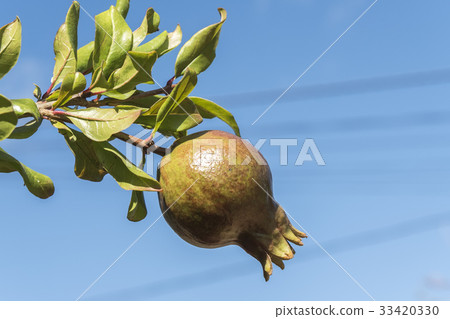Pomegranate tree Pomegranate tree 33420330