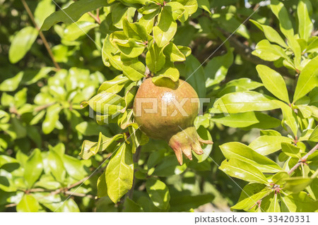 Pomegranate tree Pomegranate tree 33420331