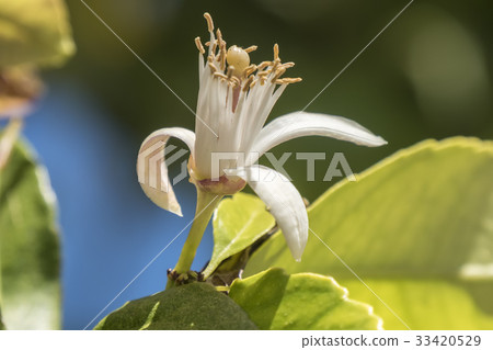 Lemon blossom in spring Lemon blossom in spring 33420529