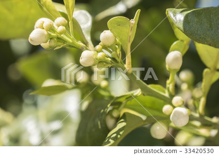 Lemon blossom in spring Lemon blossom in spring 33420530