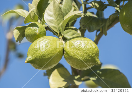 Unripe lemons on the tree 33420531