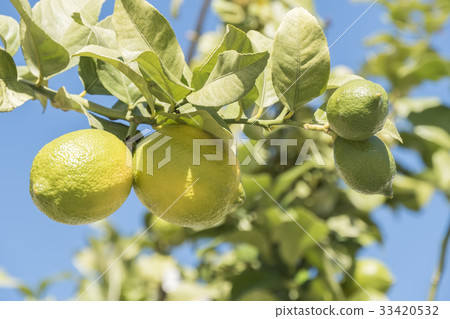 Unripe lemons on the tree Unripe lemons on the tree 33420532