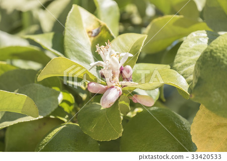 Lemon blossom in spring Lemon blossom in spring 33420533