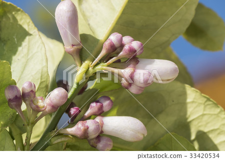Lemon blossom in spring Lemon blossom in spring 33420534