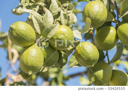Unripe lemons on the tree Unripe lemons on the tree 33420535