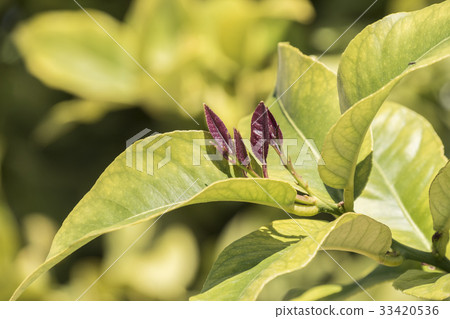 Outbreaks of lemon leaves Outbreaks of lemon leaves 33420536