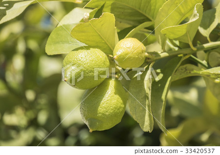 Unripe lemons on the tree Unripe lemons on the tree 33420537