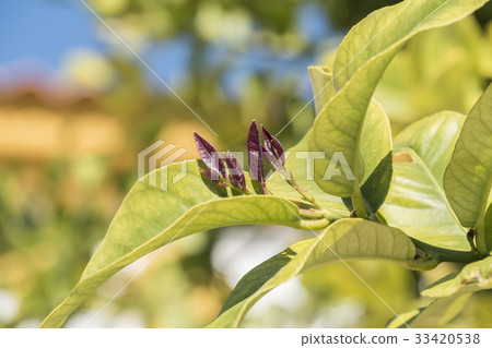 Outbreaks of lemon leaves Outbreaks of lemon leaves 33420538