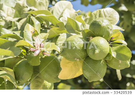 Unripe lemons on the tree, lemon blossom Unripe lemons on the tree, lemon blossom 33420539
