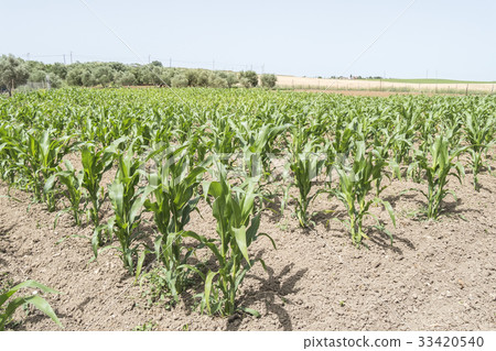 Corn crop growing 33420540