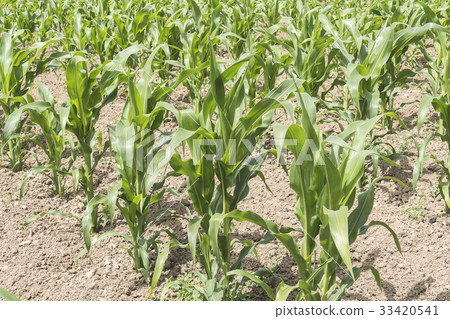 Corn crop growing Corn crop growing 33420541