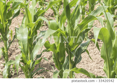 Corn crop growing Corn crop growing 33420542