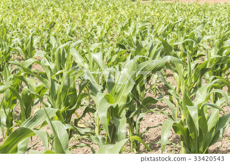 Corn crop growing Corn crop growing 33420543