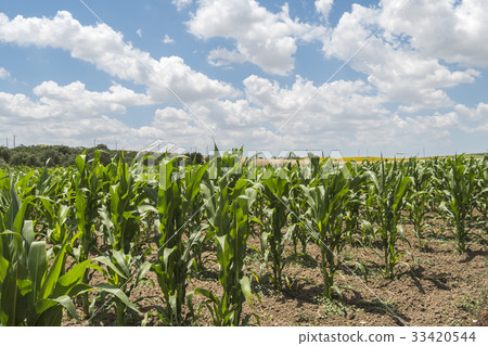 Corn crop growing Corn crop growing 33420544