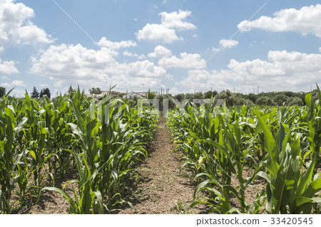 Corn crop growing Corn crop growing 33420545