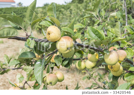 Small apples on the tree Small apples on the tree 33420546