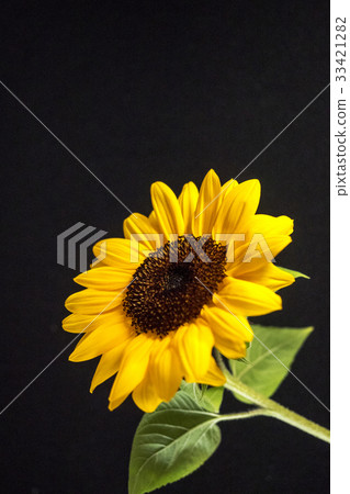 sunflower sunflower 33421282