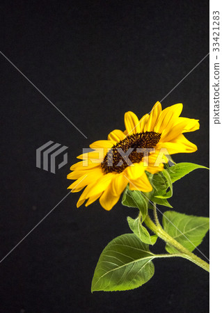 sunflower	 33421283