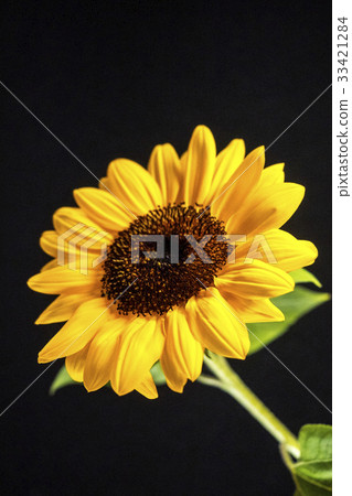 sunflower	 33421284