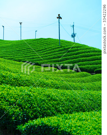 和諧的茶園 33422296