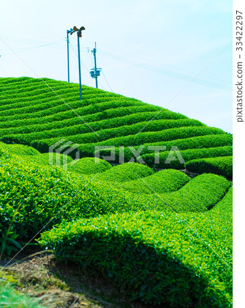 和諧的茶園 33422297