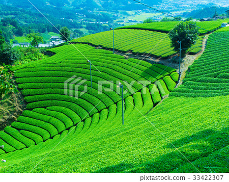 The tea plantation of the Harmony 33422307