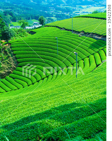 The tea plantation of the Harmony 33422308