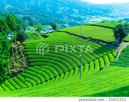 The tea plantation of the Harmony The tea plantation of the Harmony 33422321