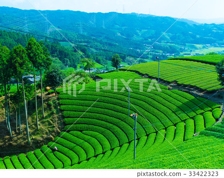The tea plantation of the Harmony 33422323