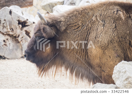 American Bison Buffalo side profile 33422546