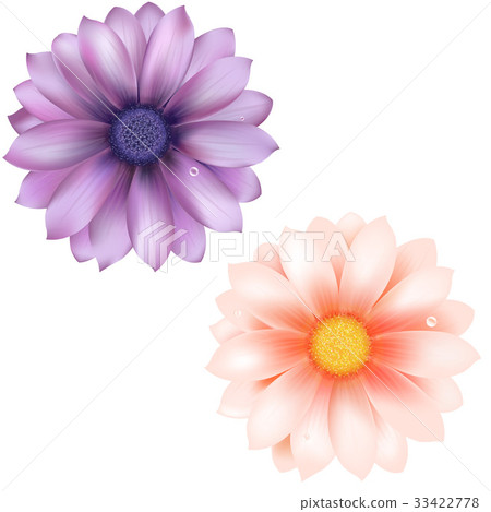 Lilac And Pink Gerber 33422778