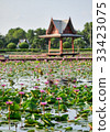 Lotus pond 33423075