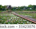 Lotus pond 33423076