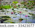 Lotus pond 33423077