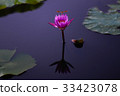 Lotus pond 33423078