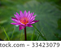 Lotus pond 33423079