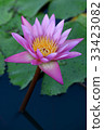 Lotus pond 33423082