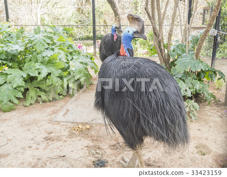 Casuarius casuarius, Southern cassowary Casuarius casuarius, Southern cassowary 33423159