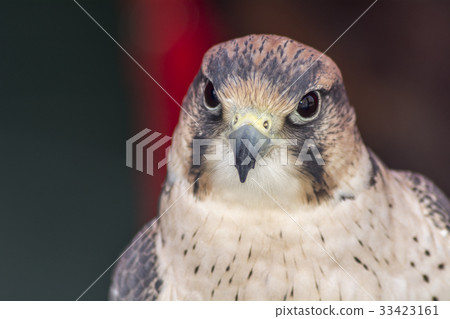 Falco tinnunculus head 33423161