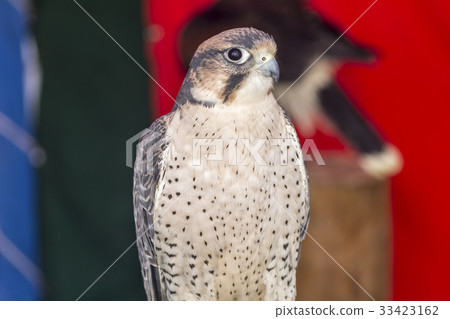 Falco tinnunculus 33423162