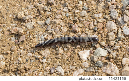 Centipede walking down the land, Chilopoda 33423166