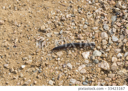 Centipede walking down the land, Chilopoda 33423167