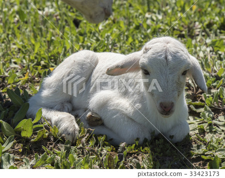 Newborn lamb in a meadow Newborn lamb in a meadow 33423173