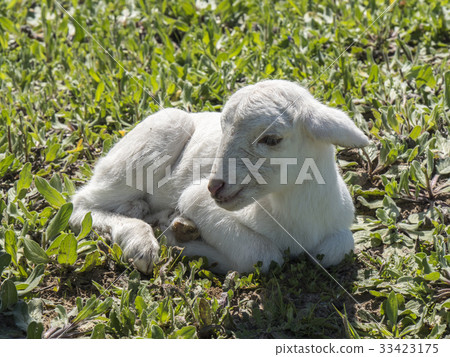 Newborn lamb in a meadow Newborn lamb in a meadow 33423175