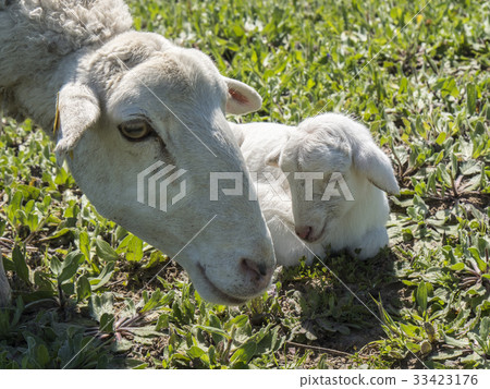 Newborn lamb with his mother in a meadow Newborn lamb with his mother in a meadow 33423176