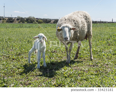 Newborn lamb with his mother in a meadow Newborn lamb with his mother in a meadow 33423181