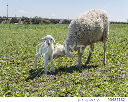 Newborn lamb with his mother in a meadow Newborn lamb with his mother in a meadow 33423182