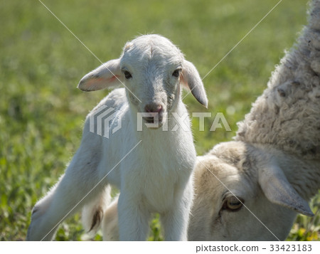 Newborn lamb with his mother in a meadow Newborn lamb with his mother in a meadow 33423183
