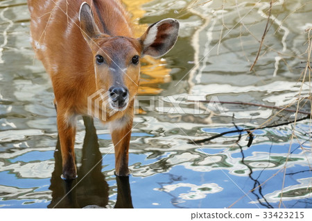 A deer A deer 33423215