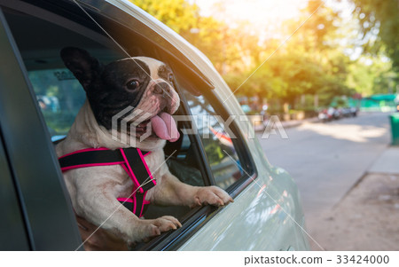 a french bulldog is looking outside the car 33424000